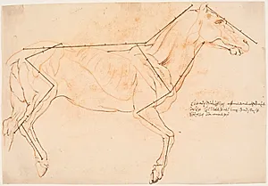 Anatomisk og proportionsstudie. En hest by Willem Panneels