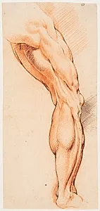 Anatomisk studie af en flået mands højre ben, set bagfra og drejet mod højre (écorché) by Willem Panneels