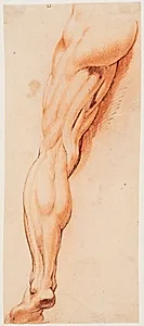 Anatomisk studie af en flået mands venstre ben set bagfra (écorché) by Willem Panneels