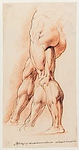 Anatomisk studie af en flået mands venstre ben set fra venstre og hans højre ben i to forskellige positioner (écorché) by Willem Panneels