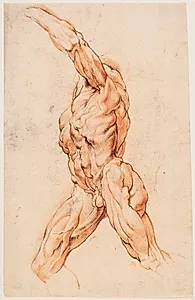 Anatomisk studie af en gående mand, drejet mod venstre (écorché) by Willem Panneels