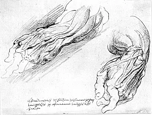 Anatomiske studier. En mands flåede venstre underarm i to positioner by Willem Panneels