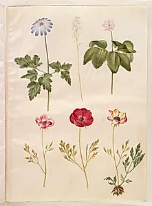 Anemone apennina (appenniner-anemone); Tiarella cordifolia (almindelig skumblomst); Anemone trifolia (trilling-anemone); Ranunculus asiaticus (have-ranunkel) by Hans Simon Holtzbecker