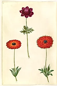 Anemone coronaria (fransk anemone); Anemone ×fulgens (skinnende anemone) by Hans Simon Holtzbecker