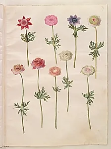 Anemone coronaria (fransk anemone) by Hans Simon Holtzbecker