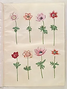 Anemone coronaria (fransk anemone) by Hans Simon Holtzbecker