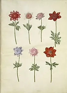 Anemone coronaria (fransk anemone) by Hans Simon Holtzbecker