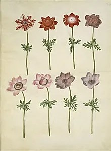 Anemone coronaria (fransk anemone) by Hans Simon Holtzbecker
