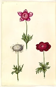 Anemone coronaria (fransk anemone) by Hans Simon Holtzbecker