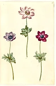 Anemone coronaria (fransk anemone) by Hans Simon Holtzbecker