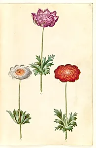Anemone coronaria (fransk anemone) by Hans Simon Holtzbecker
