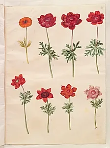 Anemone ×fulgens (skinnende anemone); Anemone coronaria (fransk anemone) by Hans Simon Holtzbecker