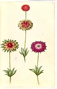 Anemone ×fulgens (skinnende anemone) by Hans Simon Holtzbecker