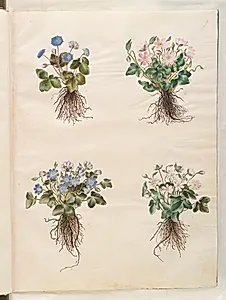 Anemone hepatica (blå anemone) by Hans Simon Holtzbecker