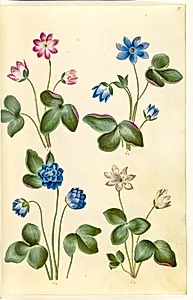 Anemone hepatica (blå anemone) by Hans Simon Holtzbecker