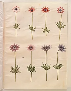 Anemone pavonina (påfugle-anemone) by Hans Simon Holtzbecker