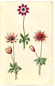 Anemone pavonina (påfugle-anemone) by Hans Simon Holtzbecker