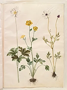 Anemone sylvestris (sommer-anemone); Ranunculus monspeliacus (silke-ranunkel); Ranunculus asiaticus (have-ranunkel) by Hans Simon Holtzbecker