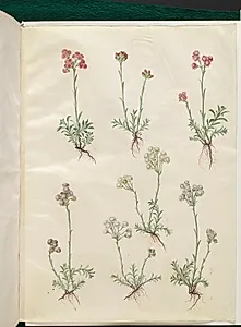 Antennaria dioica (almindelig kattefod) by Hans Simon Holtzbecker