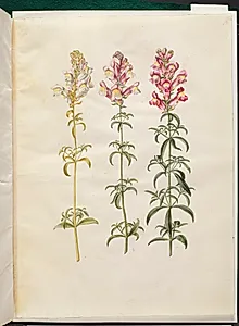 Antirrhinum majus (have-løvemund) by Hans Simon Holtzbecker
