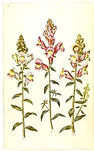 Antirrhinum majus (have-løvemund) by Hans Simon Holtzbecker