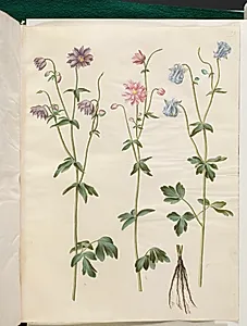 Aquilegia vulgaris (almindelig akeleje) by Hans Simon Holtzbecker
