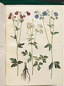 Aquilegia vulgaris (almindelig akeleje) by Hans Simon Holtzbecker