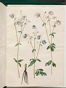 Aquilegia vulgaris (almindelig akeleje) by Hans Simon Holtzbecker