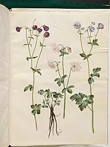 Aquilegia vulgaris (almindelig akeleje) by Hans Simon Holtzbecker