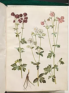 Aquilegia vulgaris (almindelig akeleje) by Hans Simon Holtzbecker