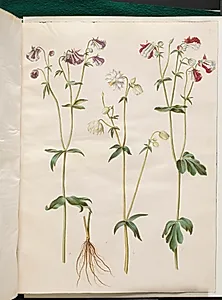 Aquilegia vulgaris (almindelig akeleje) by Hans Simon Holtzbecker