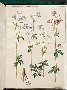 Aquilegia vulgaris (almindelig akeleje) by Hans Simon Holtzbecker