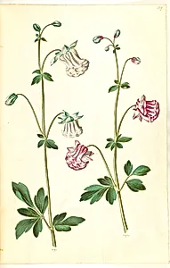 Aquilegia vulgaris (almindelig akeleje) by Hans Simon Holtzbecker