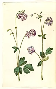 Aquilegia vulgaris (almindelig akeleje) by Hans Simon Holtzbecker