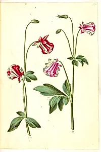 Aquilegia vulgaris (almindelig akeleje) by Hans Simon Holtzbecker