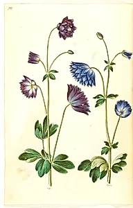 Aquilegia vulgaris (almindelig akeleje) by Hans Simon Holtzbecker