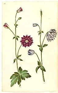 Aquilegia vulgaris (almindelig akeleje) by Hans Simon Holtzbecker