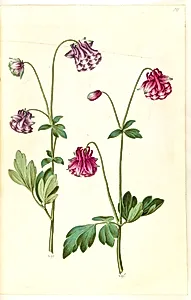 Aquilegia vulgaris (almindelig akeleje) by Hans Simon Holtzbecker