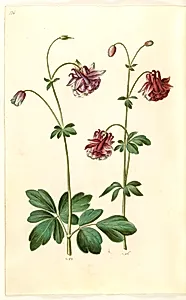 Aquilegia vulgaris (almindelig akeleje) by Hans Simon Holtzbecker