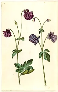 Aquilegia vulgaris (almindelig akeleje) by Hans Simon Holtzbecker