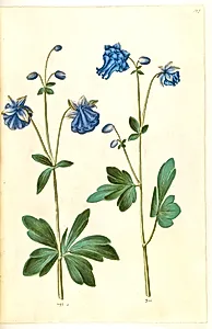 Aquilegia vulgaris (almindelig akeleje) by Hans Simon Holtzbecker
