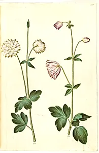 Aquilegia vulgaris (almindelig akeleje) by Hans Simon Holtzbecker