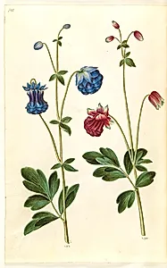 Aquilegia vulgaris (almindelig akeleje) by Hans Simon Holtzbecker