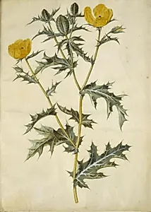 Argemone mexicana (mexicansk pigvalmue) by Hans Simon Holtzbecker