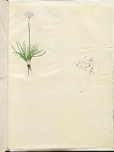 Armeria maritima (almindelig engelskgræs) by Hans Simon Holtzbecker