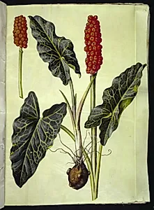 Arum italicum (italiensk arum) by Hans Simon Holtzbecker