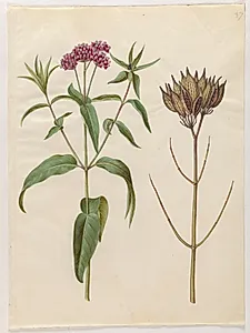 Asclepias incarnata (rosen-silkeplante) by Hans Simon Holtzbecker