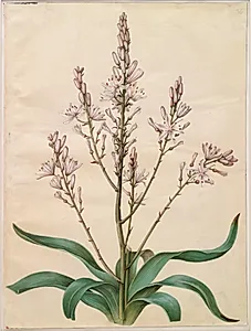 Asphodelus ramosus (grenet affodil) by Hans Simon Holtzbecker