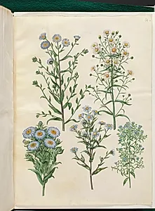 Aster amellus (virgil-asters); Symphyotrichum novi-belgii (nybelgisk asters); Symphyotrichum novae-angliae (nyengelsk asters); Symphyotrichum dumosum (pude-asters); Symphyotrichum ericoides (lyng-asters) by Hans Simon Holtzbecker