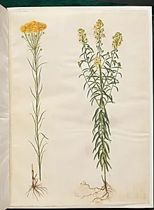 Aster linosyris (guldhår-asters); Linaria vulgaris (almindelig torskemund) by Hans Simon Holtzbecker